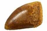 Serrated, Juvenile Carcharodontosaurus Tooth - Morocco #329874-1